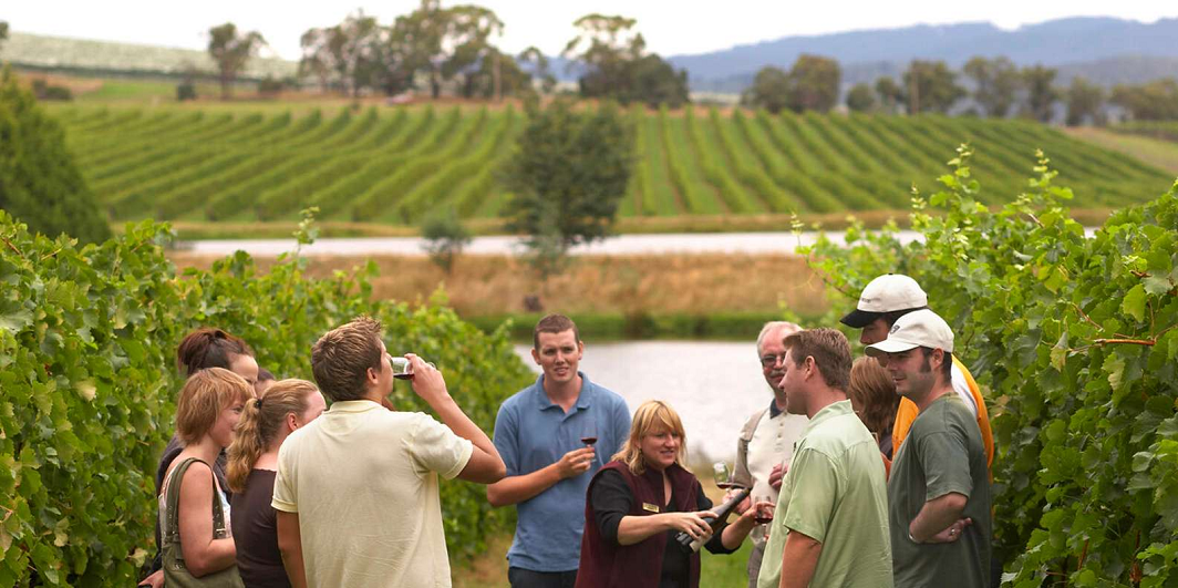Private Wine Tour Driver Sonoma: A Luxurious and Stress-Free Wine Experience