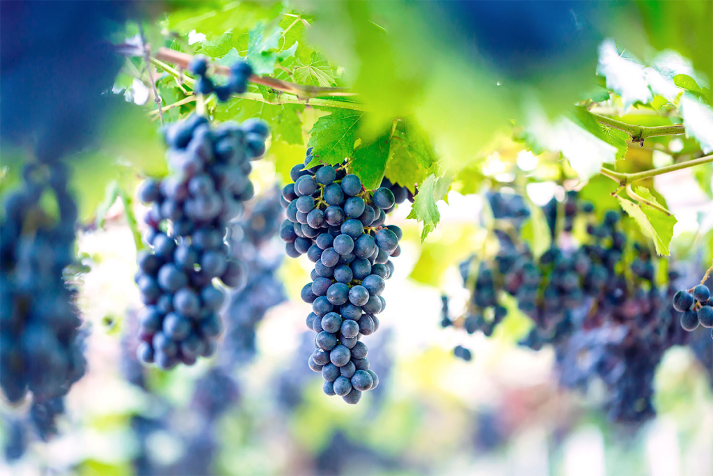 Sonoma wine tour transportation